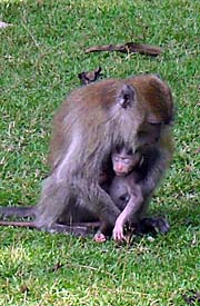 Macaque with Baby by Asienreisender